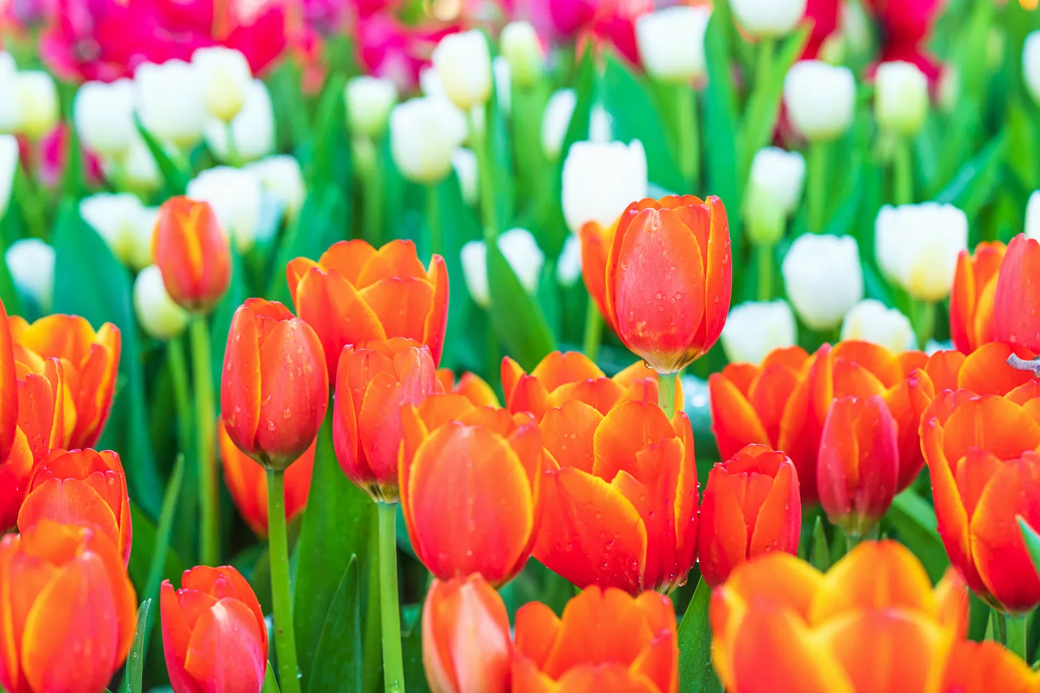 Jei norite gausiai žydinčių tulpių, verta tinkamai jomis rūpintis