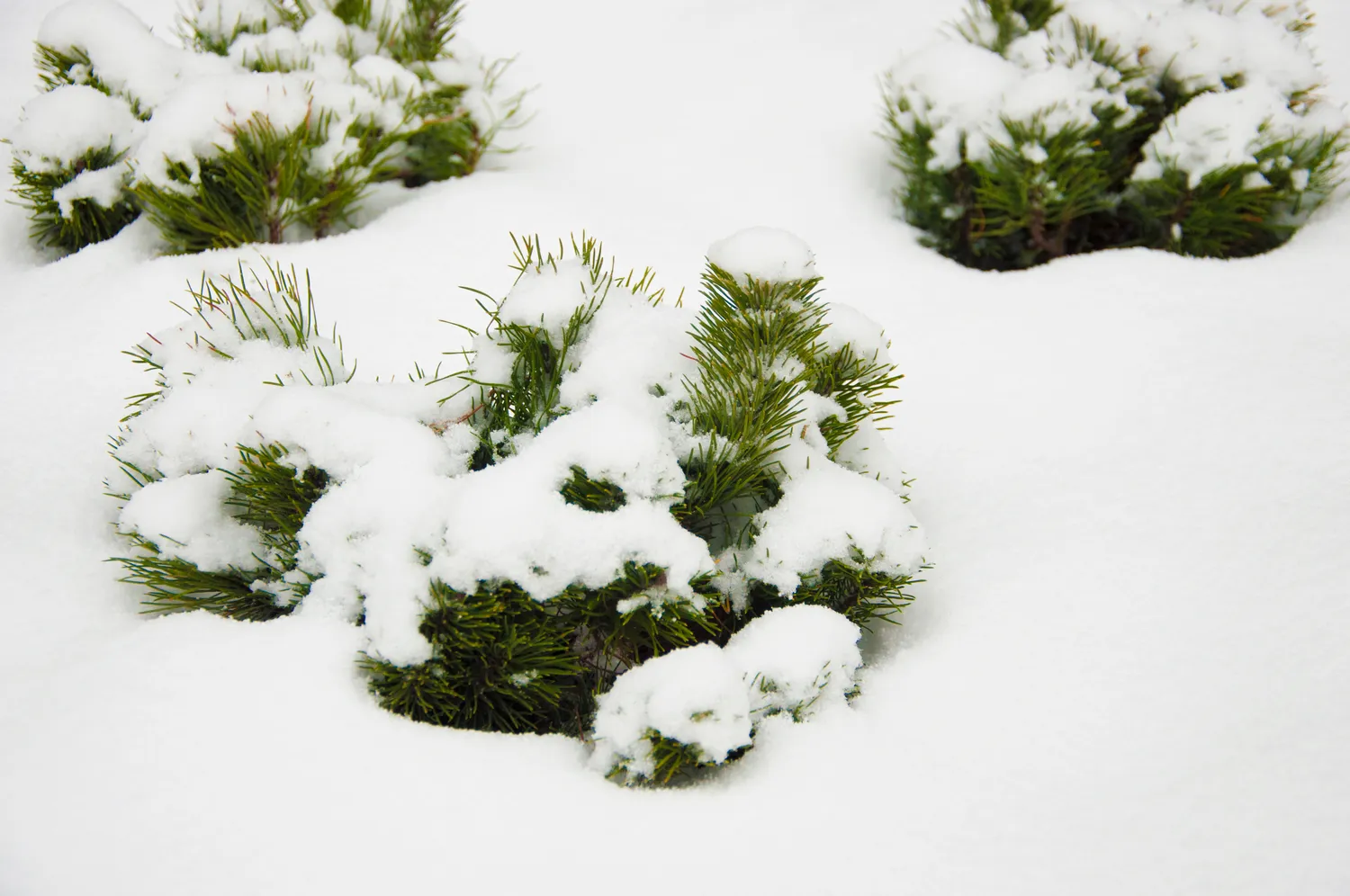 Augalų apsauga per šalčius