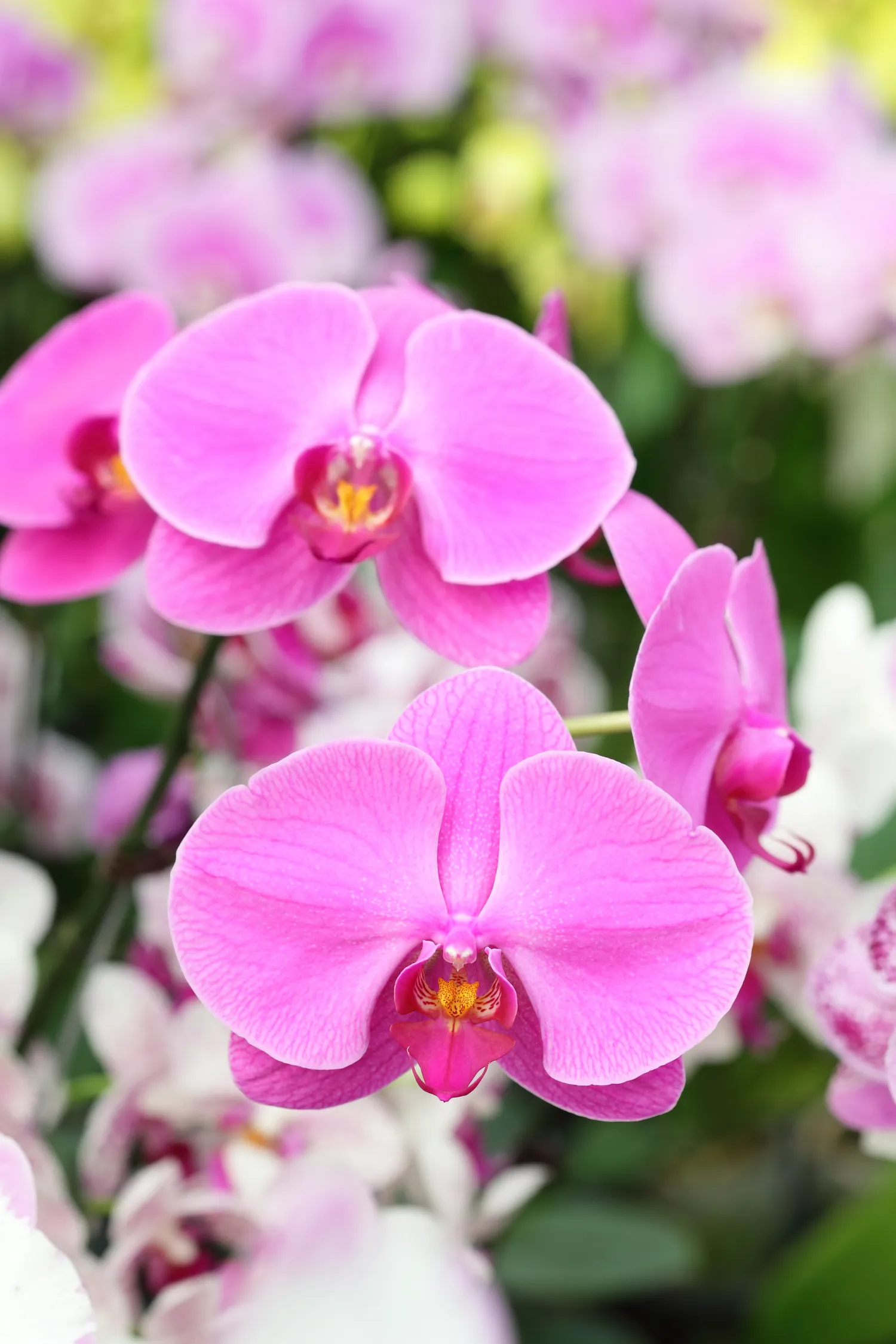 Orchidėjas pakanka laistyti kas 7-10 dienų