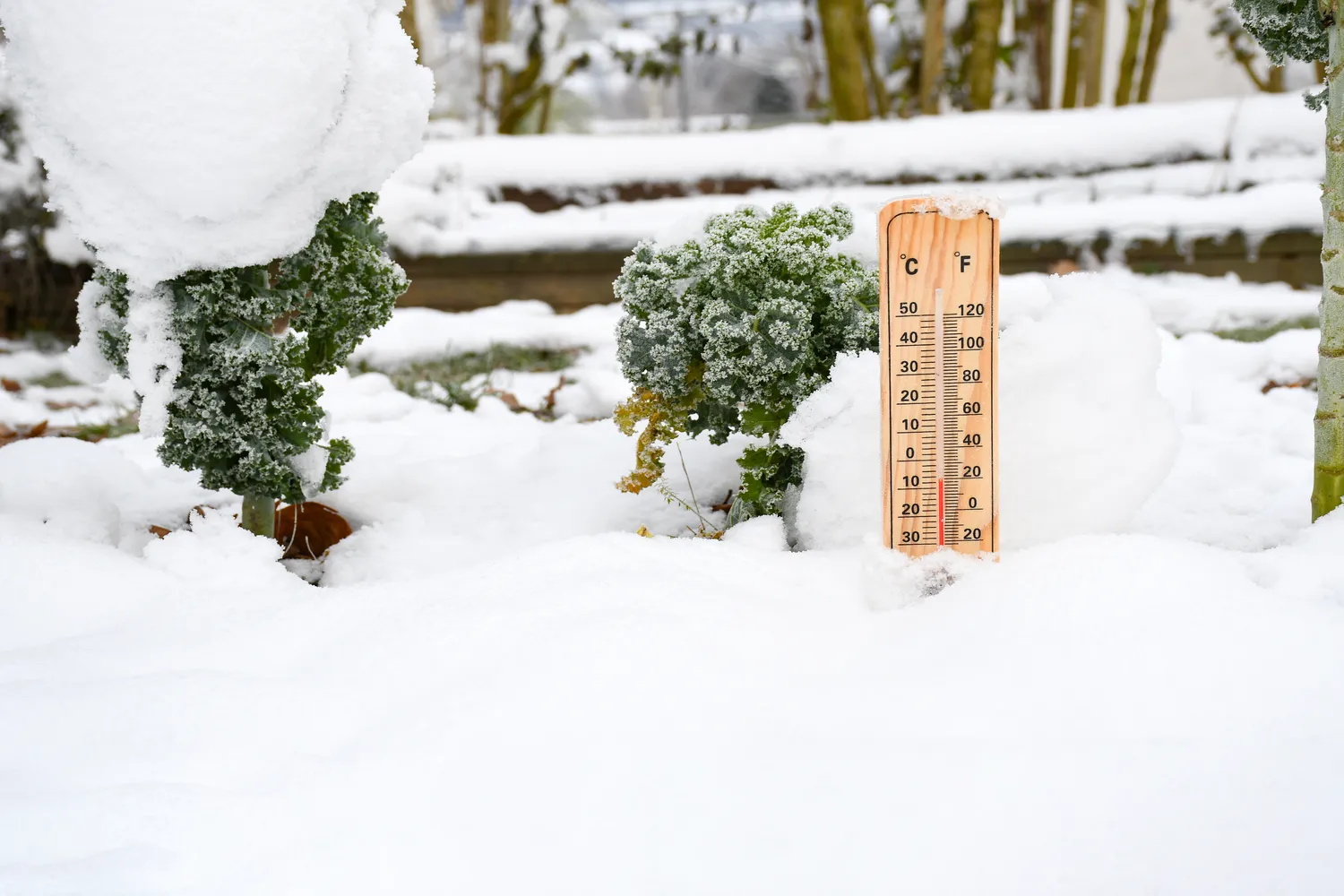 Tokios žiemos jau senokai nebuvo