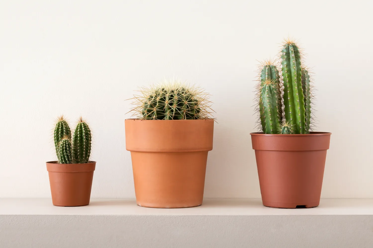 Verta žinoti, ką daryti jei kaktusas pradėjo pūti