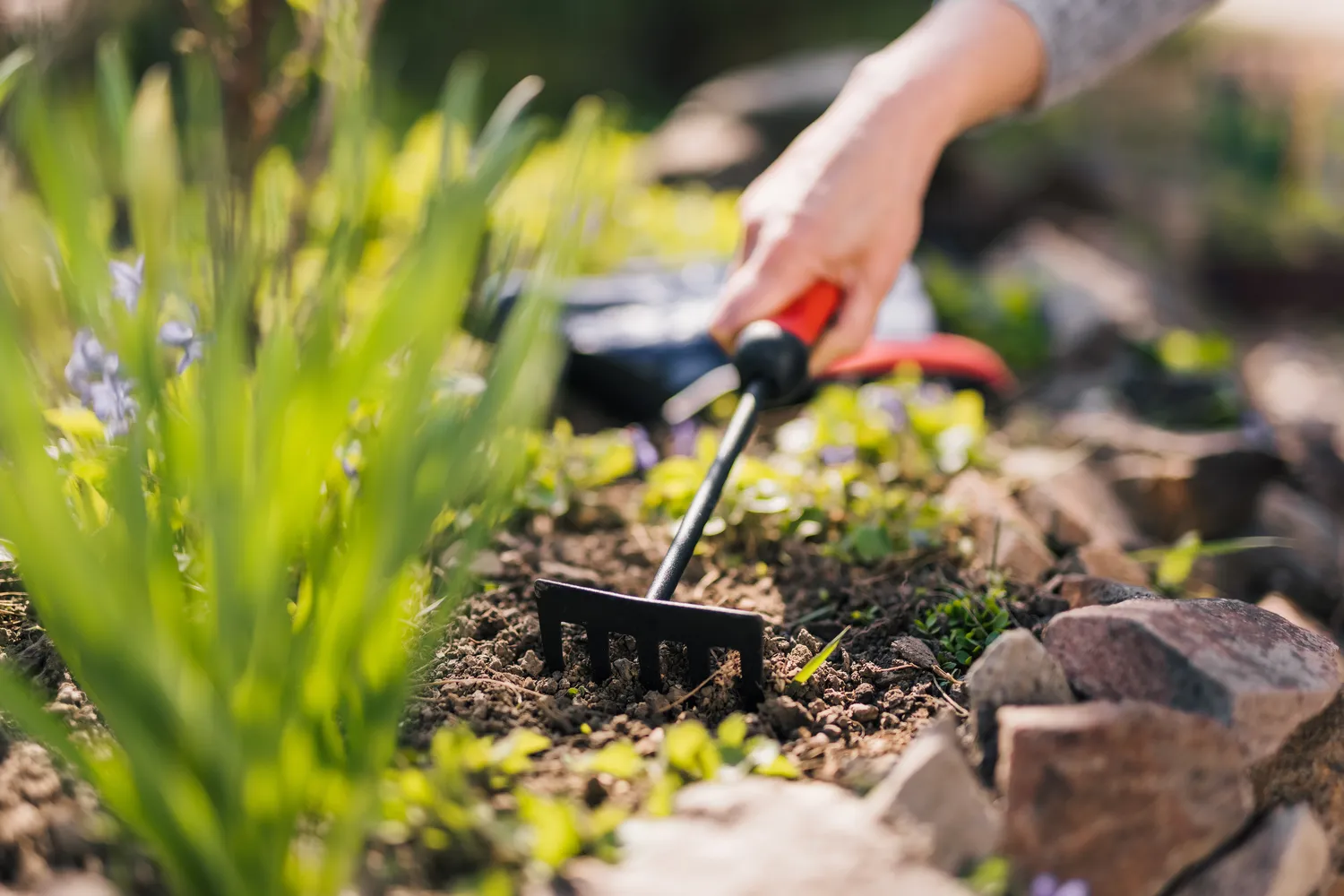 Gėlyno priežiūra pavasarį