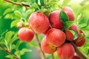 Pavasarį obelis patariama tinkamai patręšti