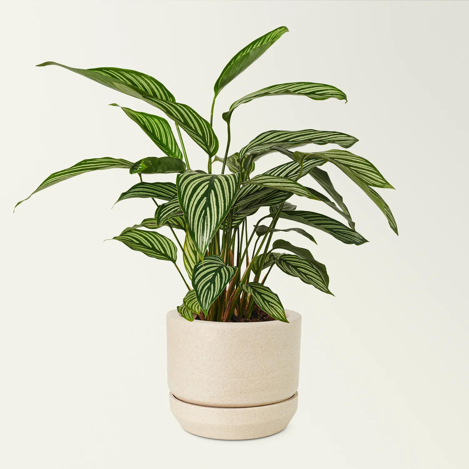 Kalatėjai reikia purios, gerai drenuojamos dirvos