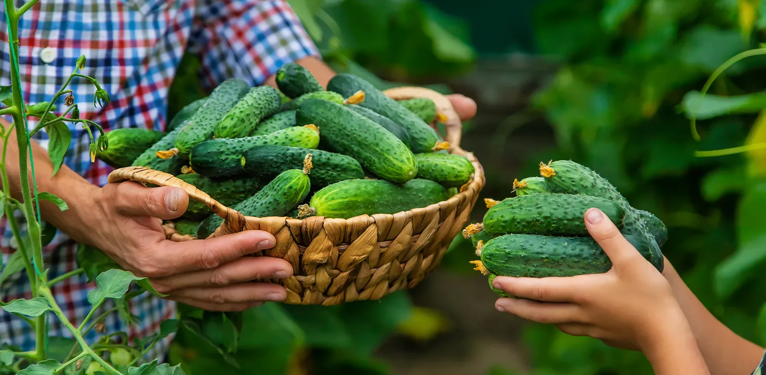 Natūralios ir pigios trąšos padeda sulaukti gausaus agurkų derliaus