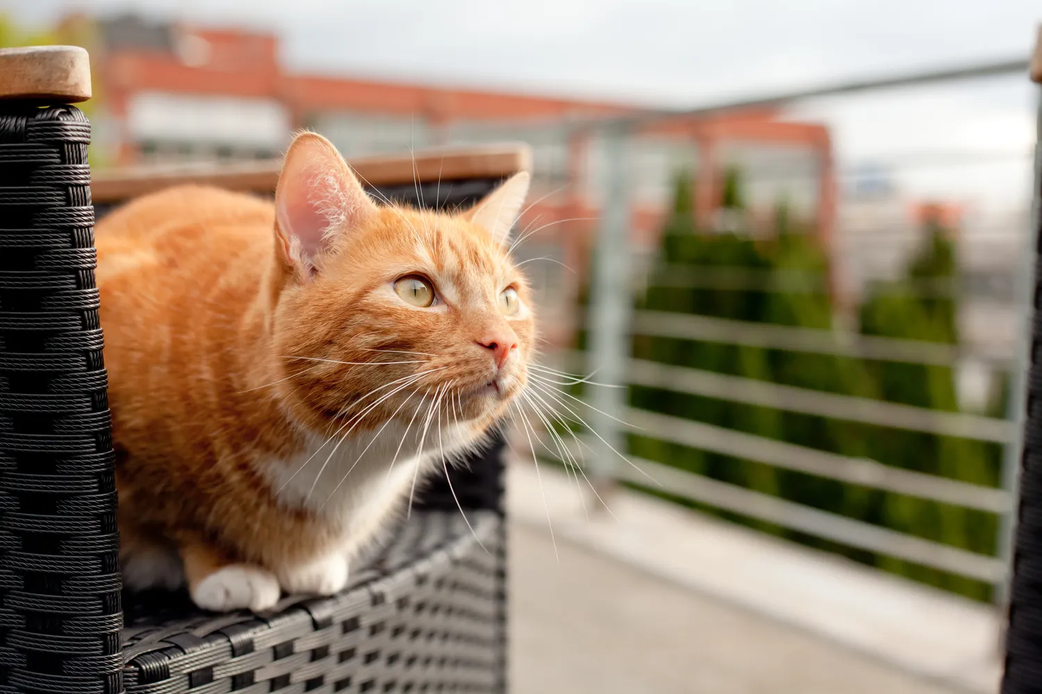 Kodėl katė staiga sustingsta ir žiūri į tuščią kampą?