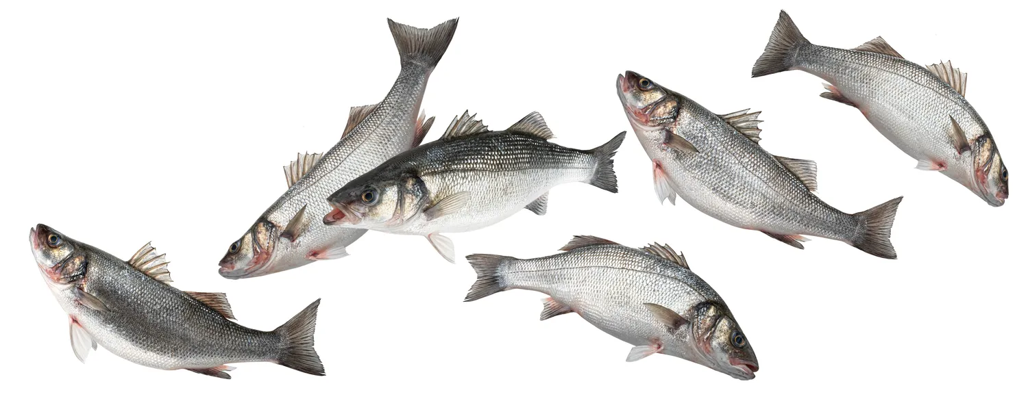 Jūros ešeriai keičia lytį