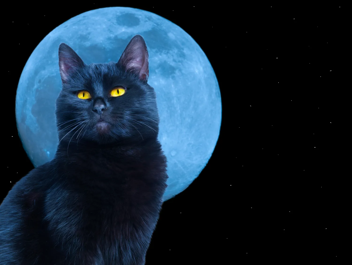 Kaip kačių elgesys gali tapti savotišku žiemos barometru