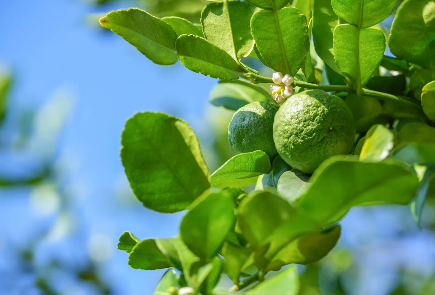 Bergamotė - kas tai?