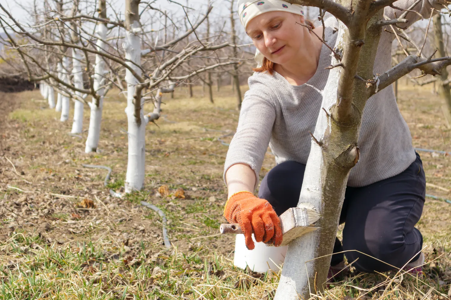 Medelių balinimas (3 receptai)