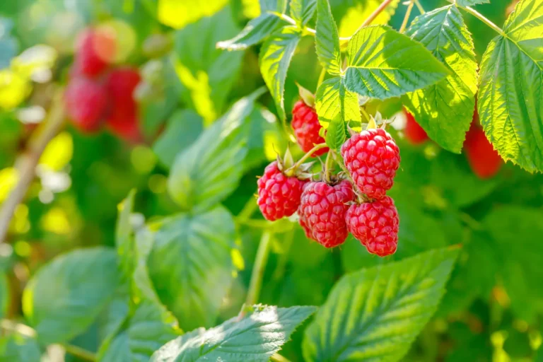Avietes patariama mulčiuoti kankorėžiais