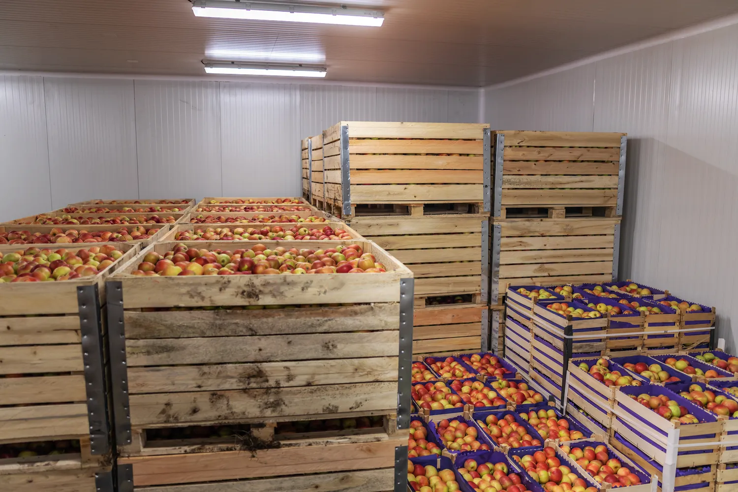 Kaip laikyti obuolius per žiemą?