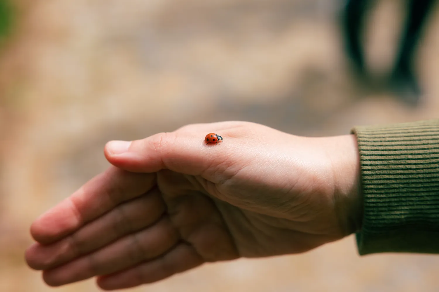 Boružėlė ant rankos