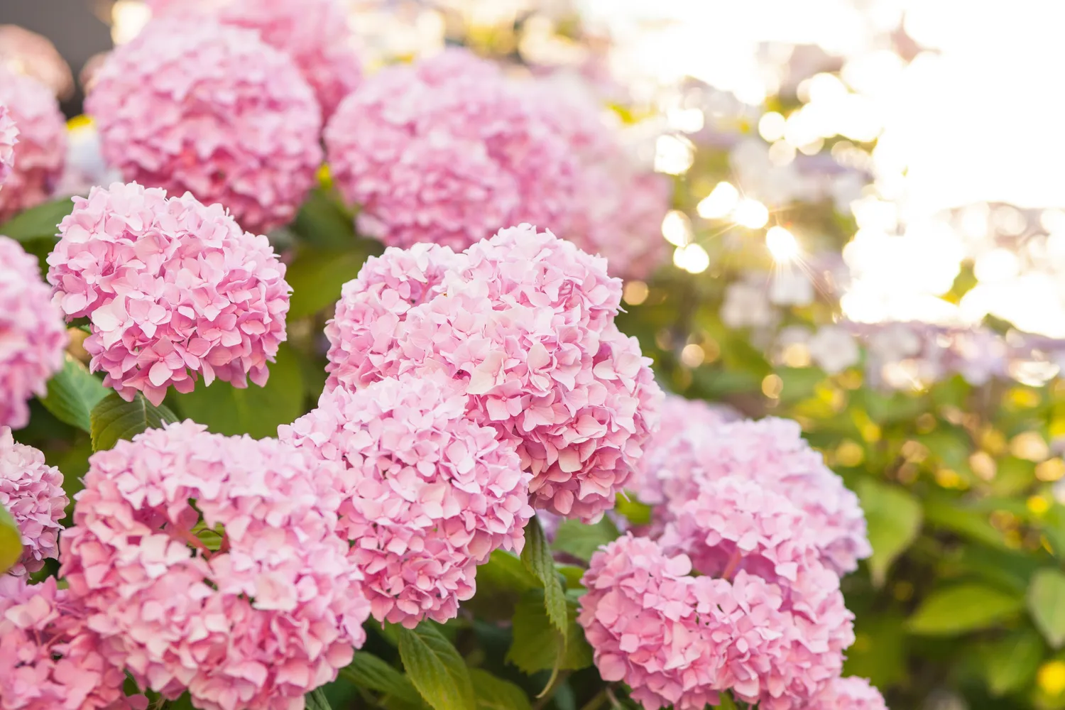 Pavasarinė hortenzijų priežiūra