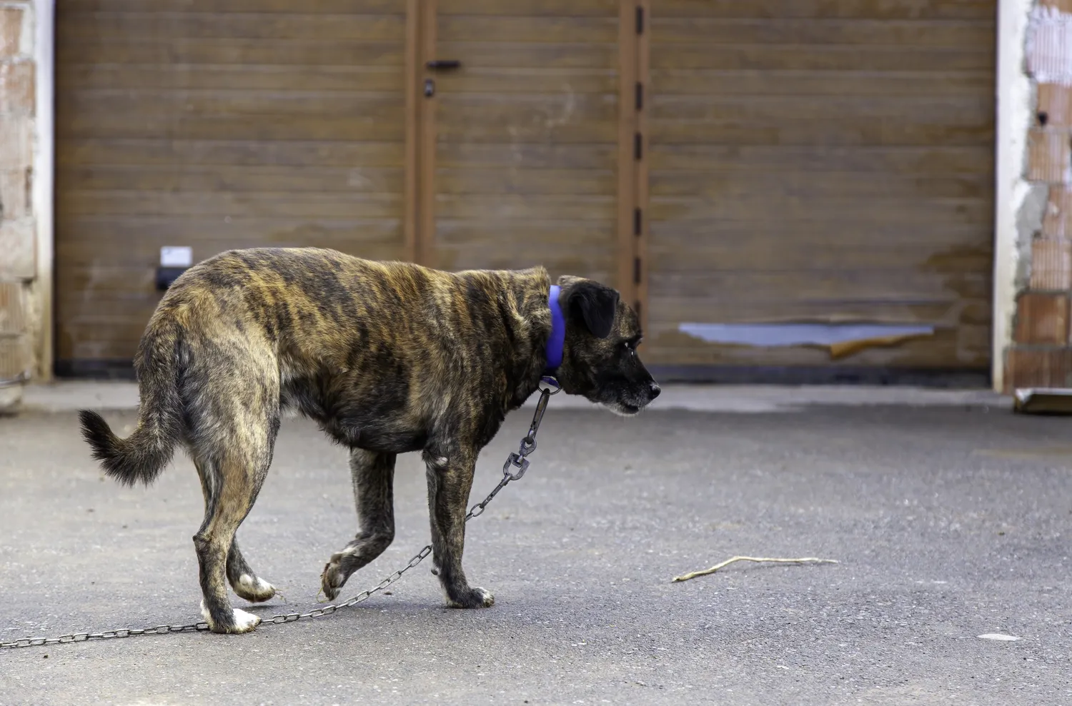 Šunų pririšimas prie grandinės