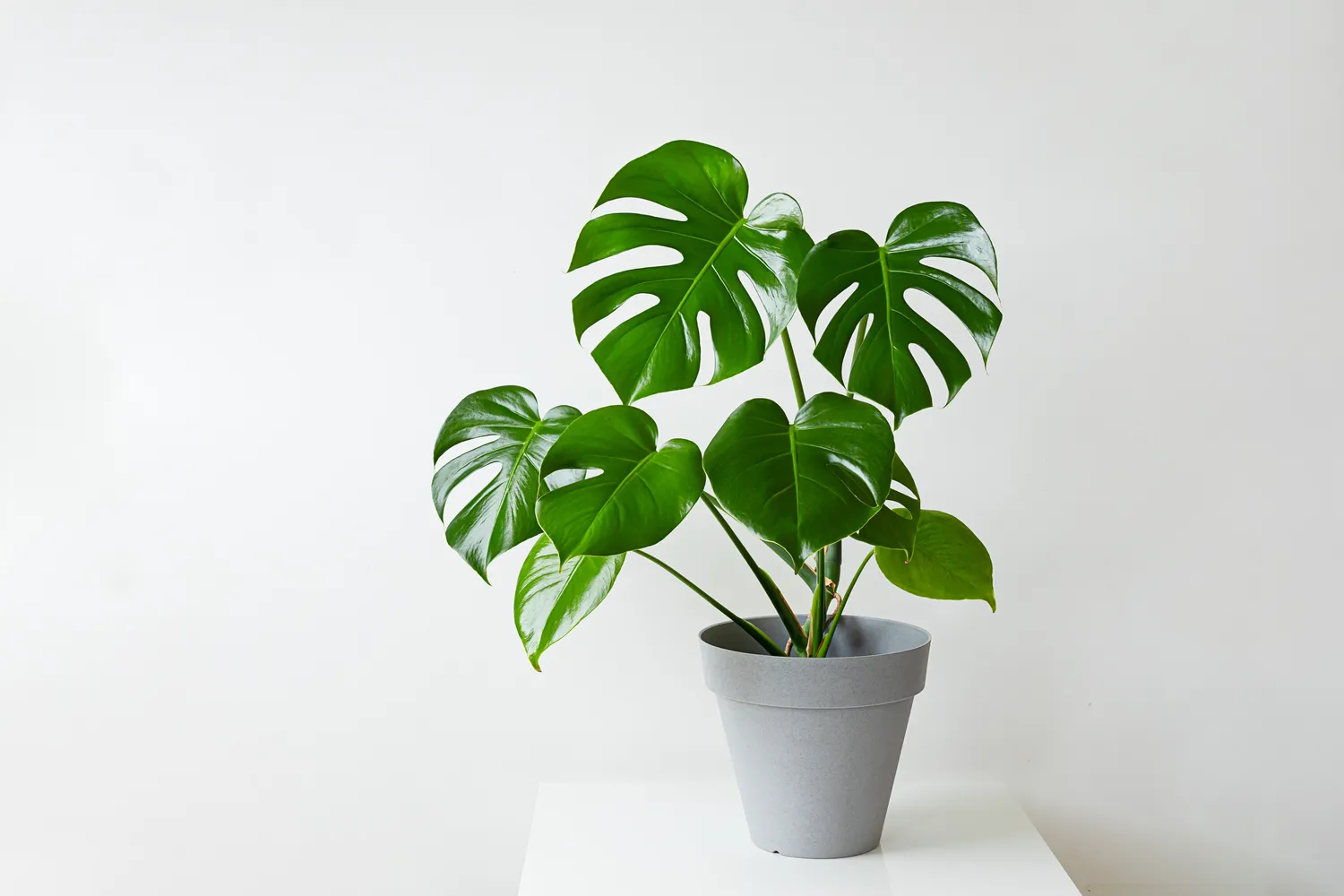 Monstera puikiai auga pavėsyje