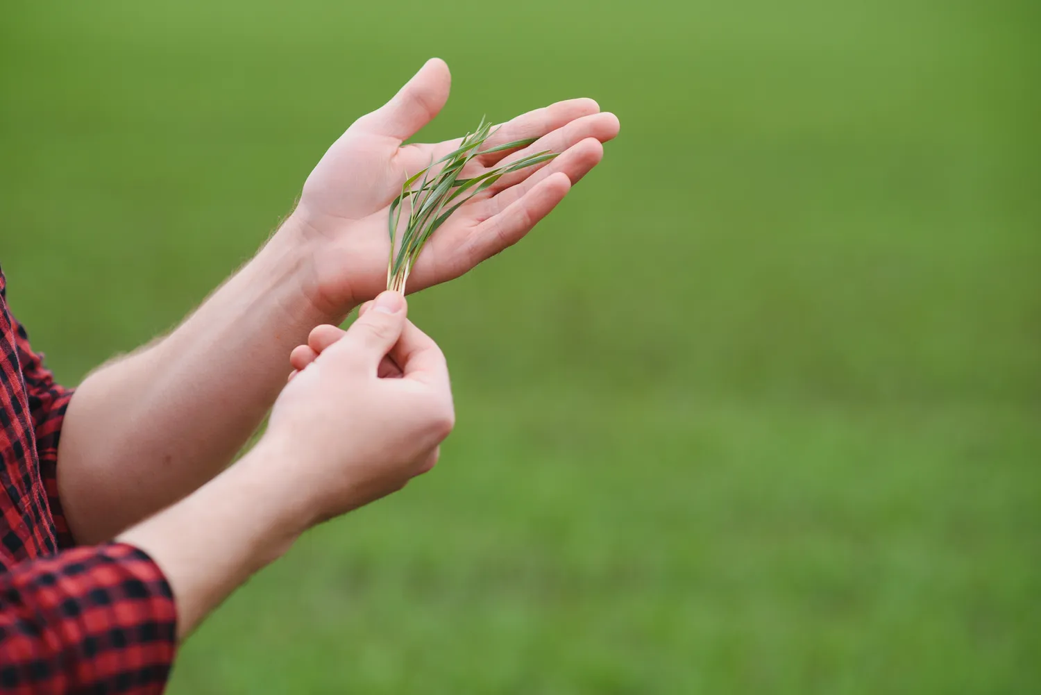 Kaip vartoti jaunus miežius