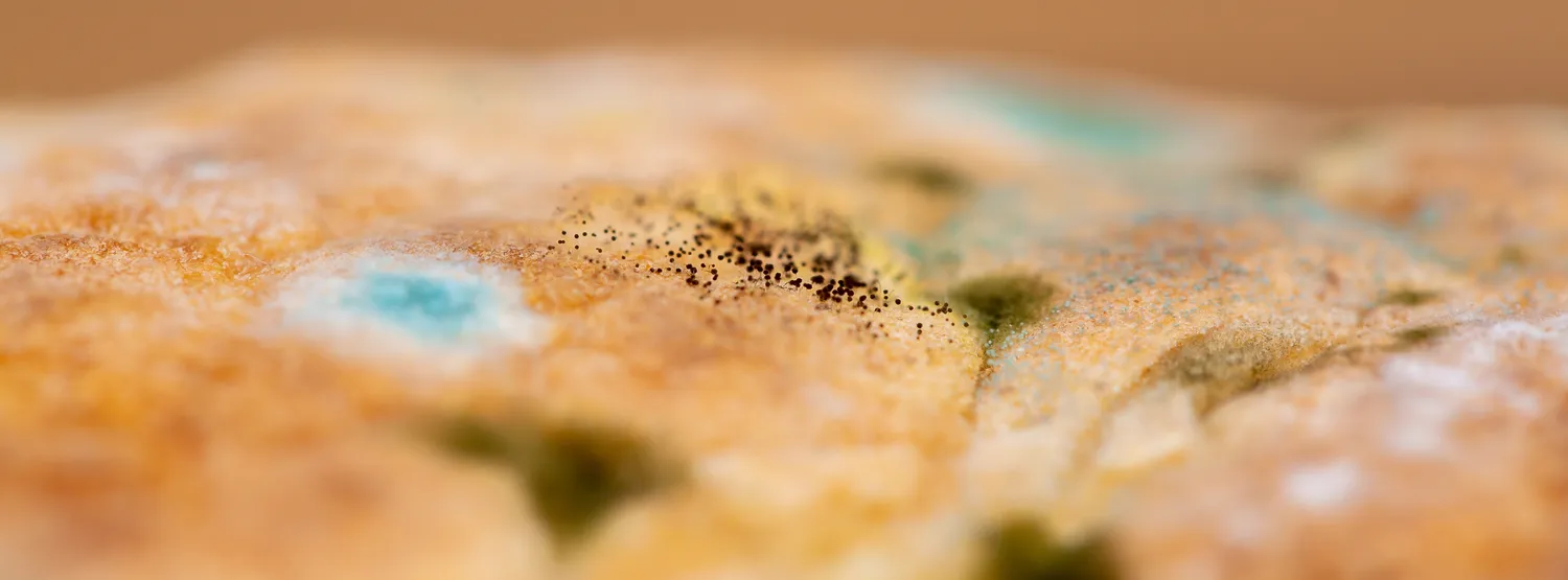 Specialūs grybai randami žemėje