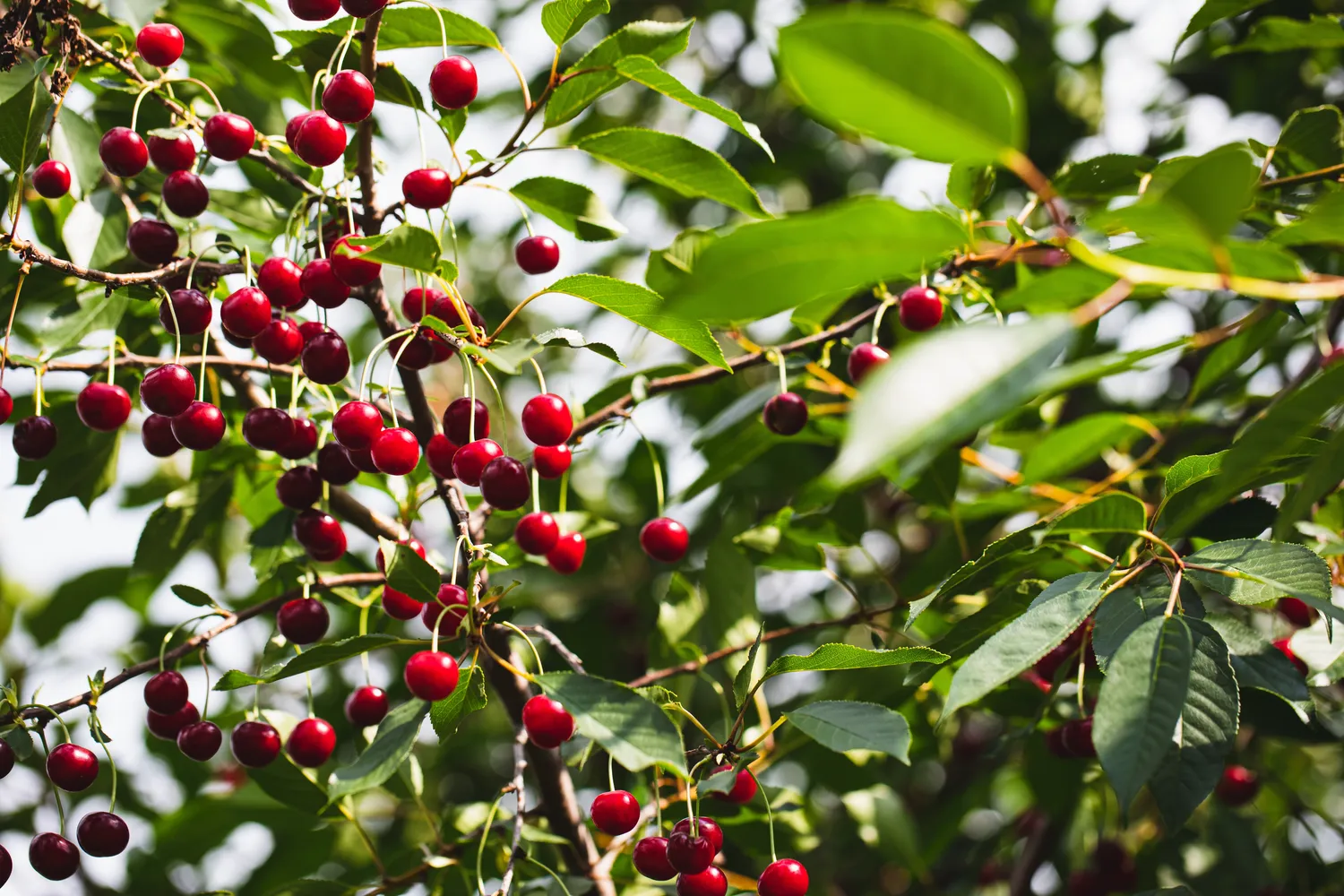 Vyšnių derlių lemia ir medžio augimo vieta