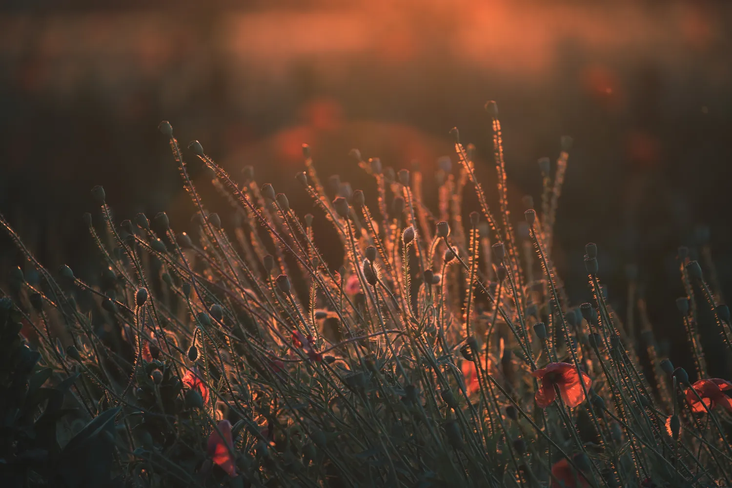 Lapkričio prognozė