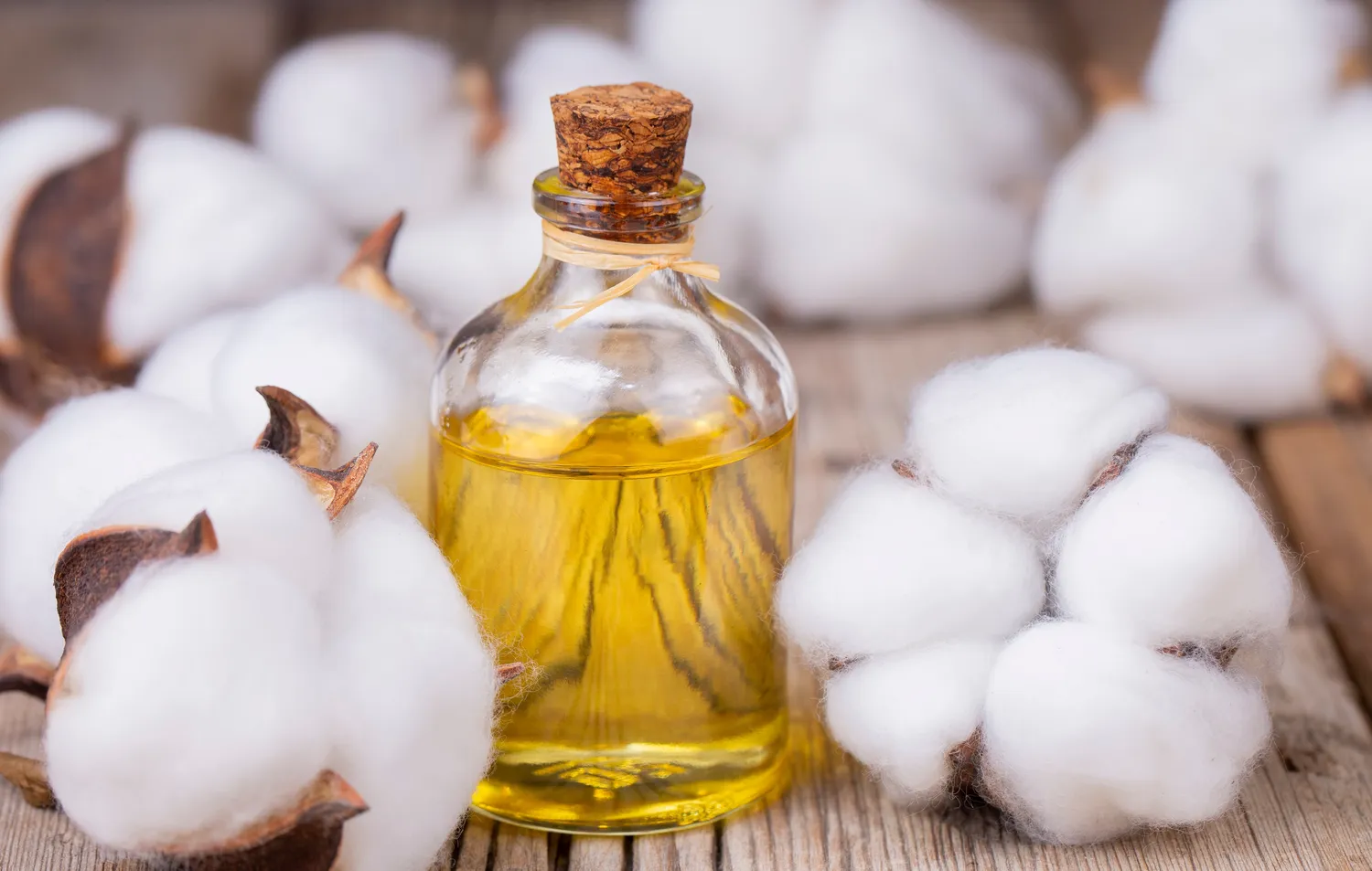 Medvilnės sėklų aliejus