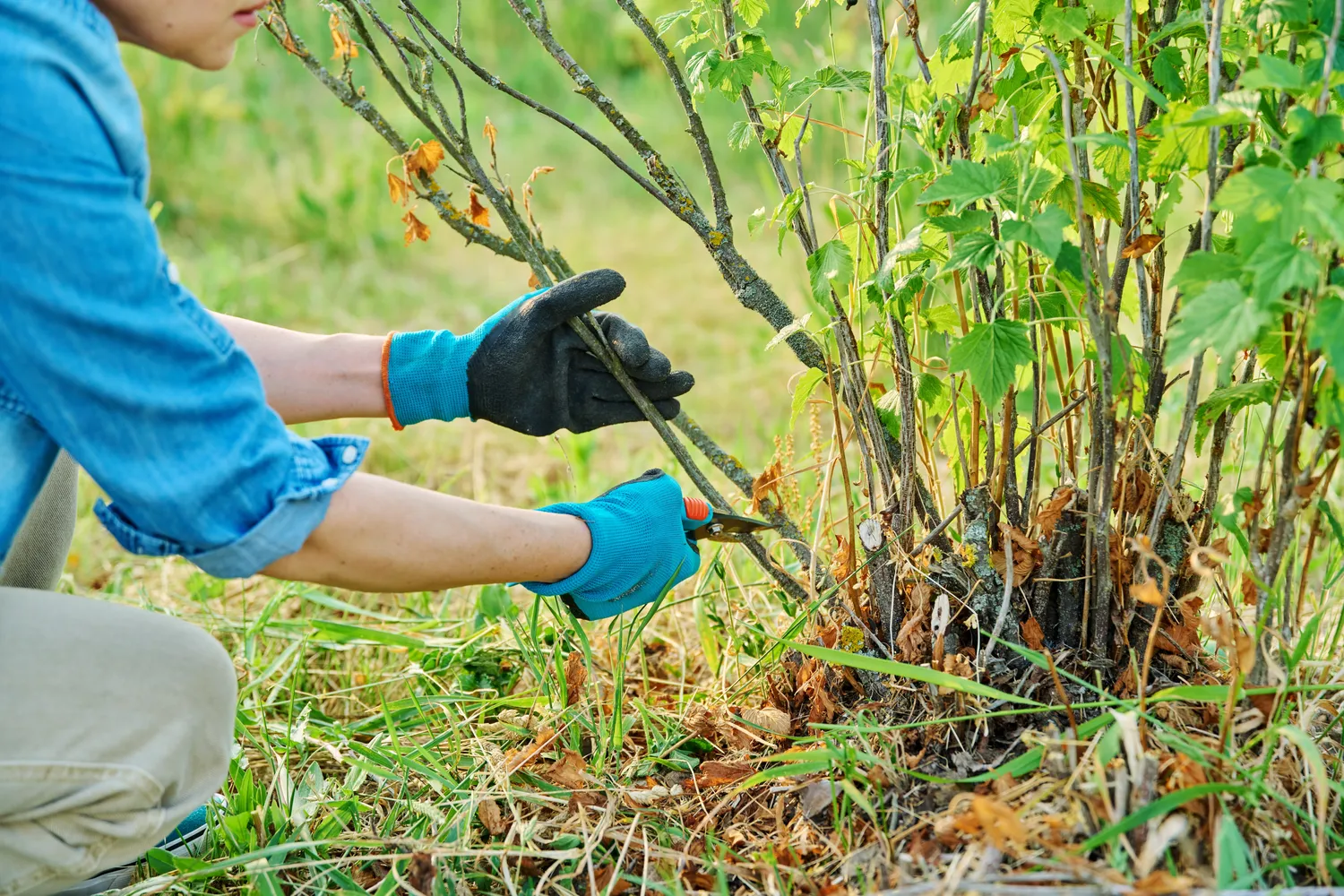 Serbentus būtina laiku ir tinkamai genėti