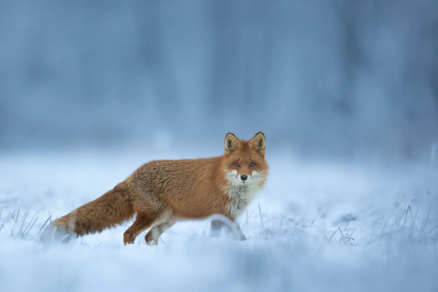 Lapė pusnyse žiemą