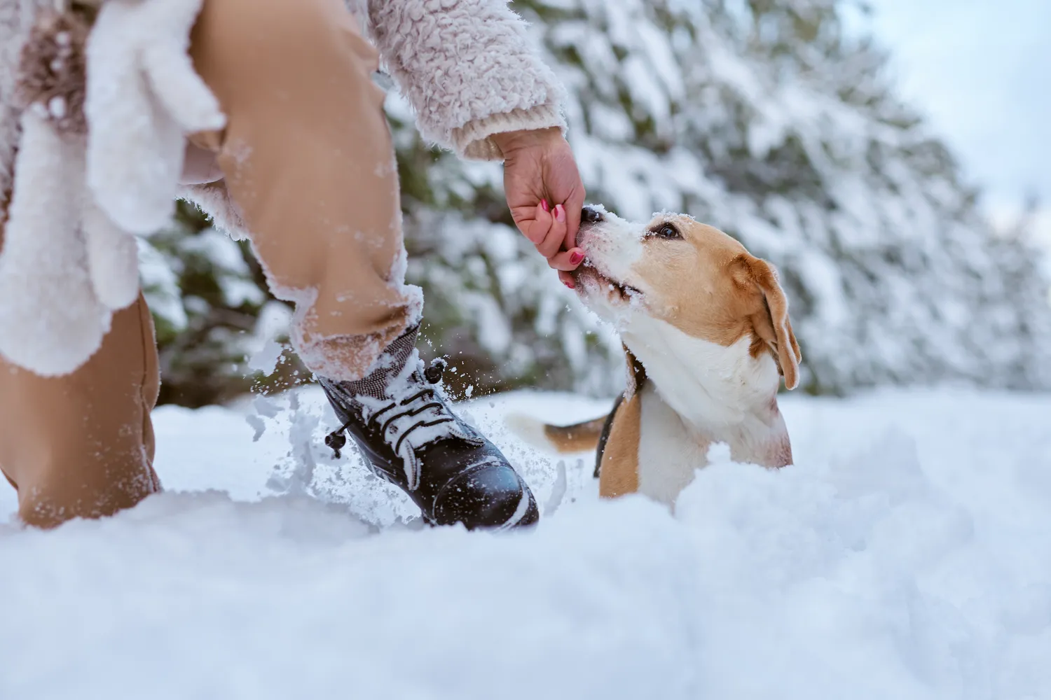 Sniegas turi didžiulę naudą