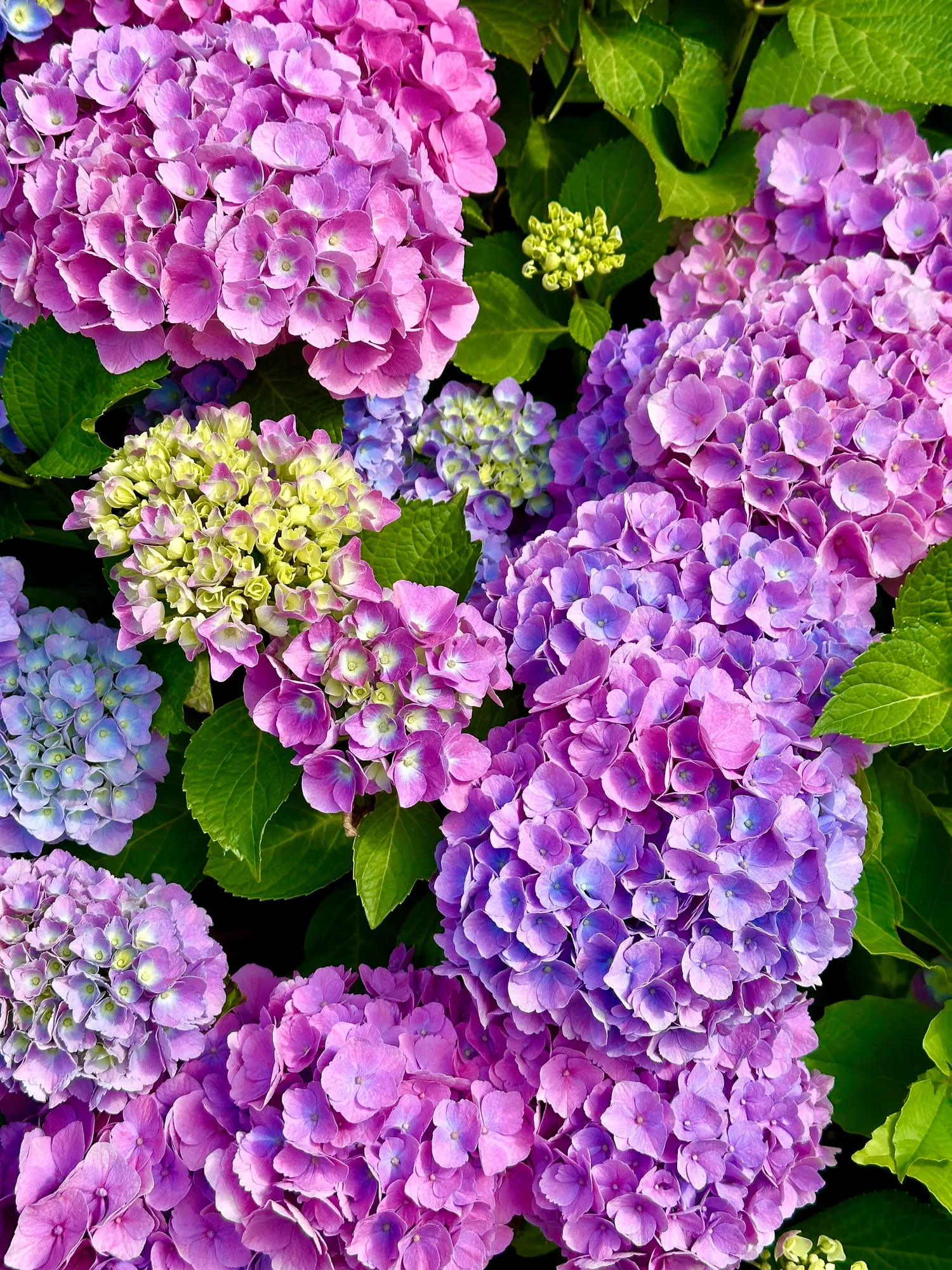 Hortenzijoms itin svarbus tinkamas laistymos režimas