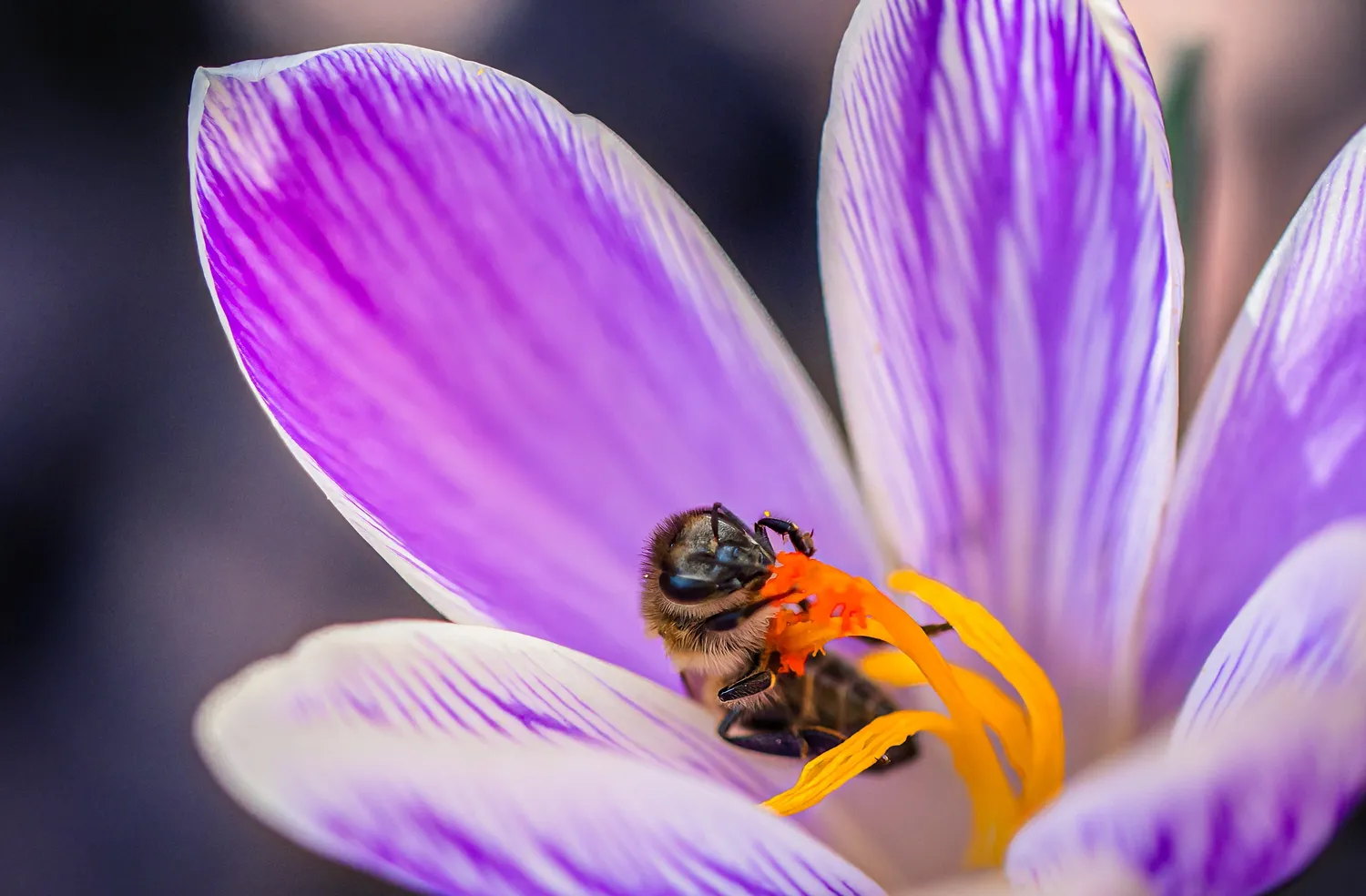 Grėsmė plinta per visas ekosistemas