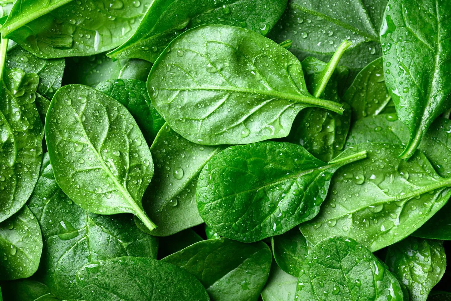 Skanios salotos lieknėjimui