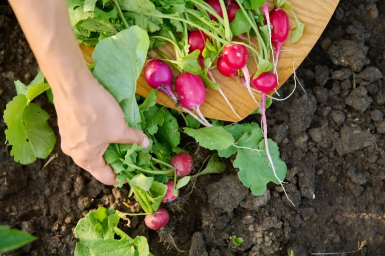 Būtina žinoti, kada ridikėlius galima sėti atvirame lauke
