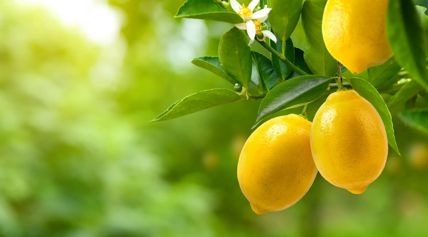 Citrinų žievelių nauda