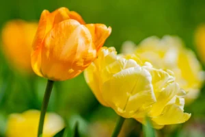 Ar į Lietuvą sugrįš šiluma?