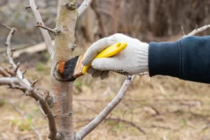 Pavasariniai sodo darbai