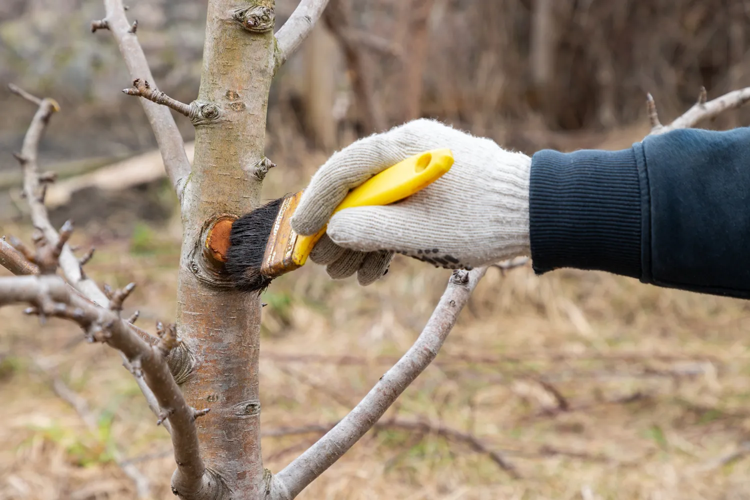Pavasariniai sodo darbai