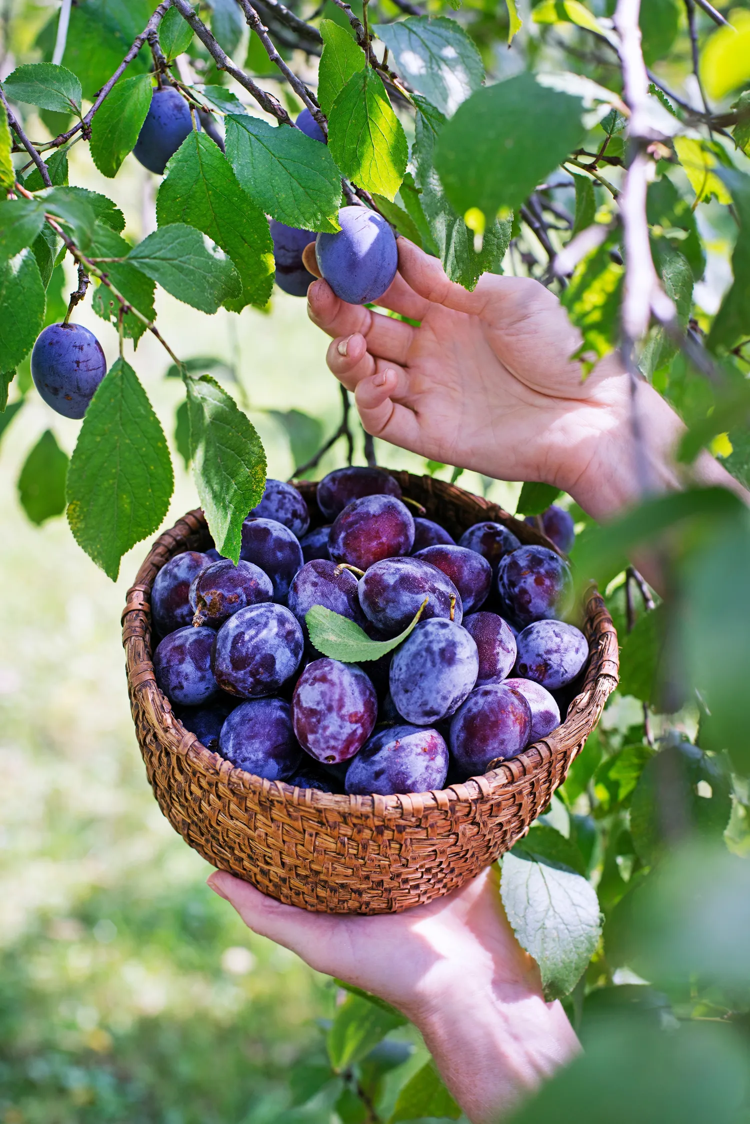 Tinkama slyvų priežiūra pavasarį, leidžia sulaukti gausaus slyvų derliaus