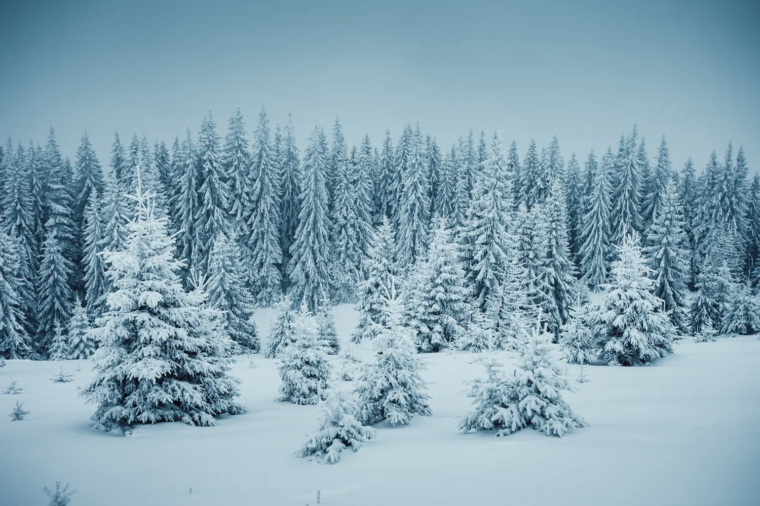 Kokios žiemos tikėtis 2025-2026 sezoną?