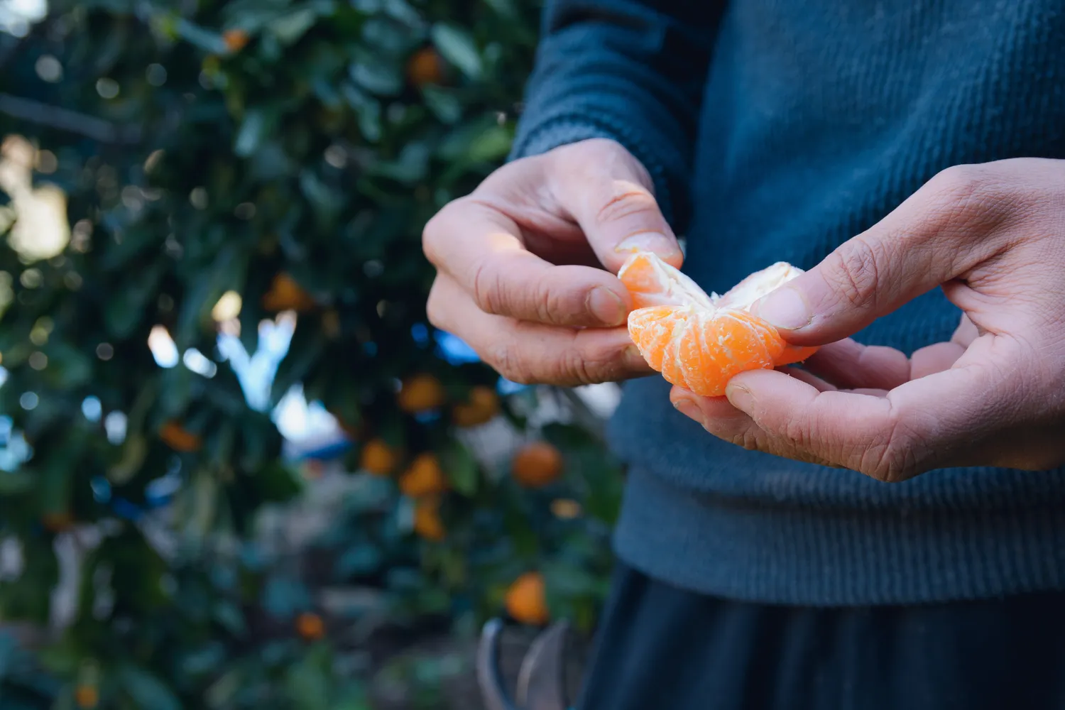 Mandarinų žievelė gali pakenkti