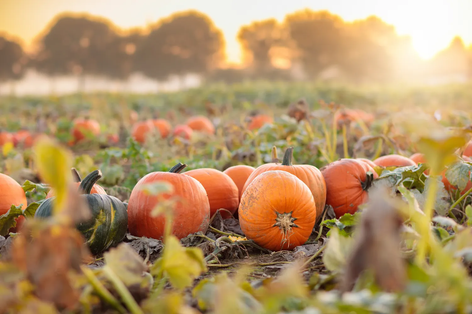 Kas laukia kiekvieno Zodiako ženklo lapkritį