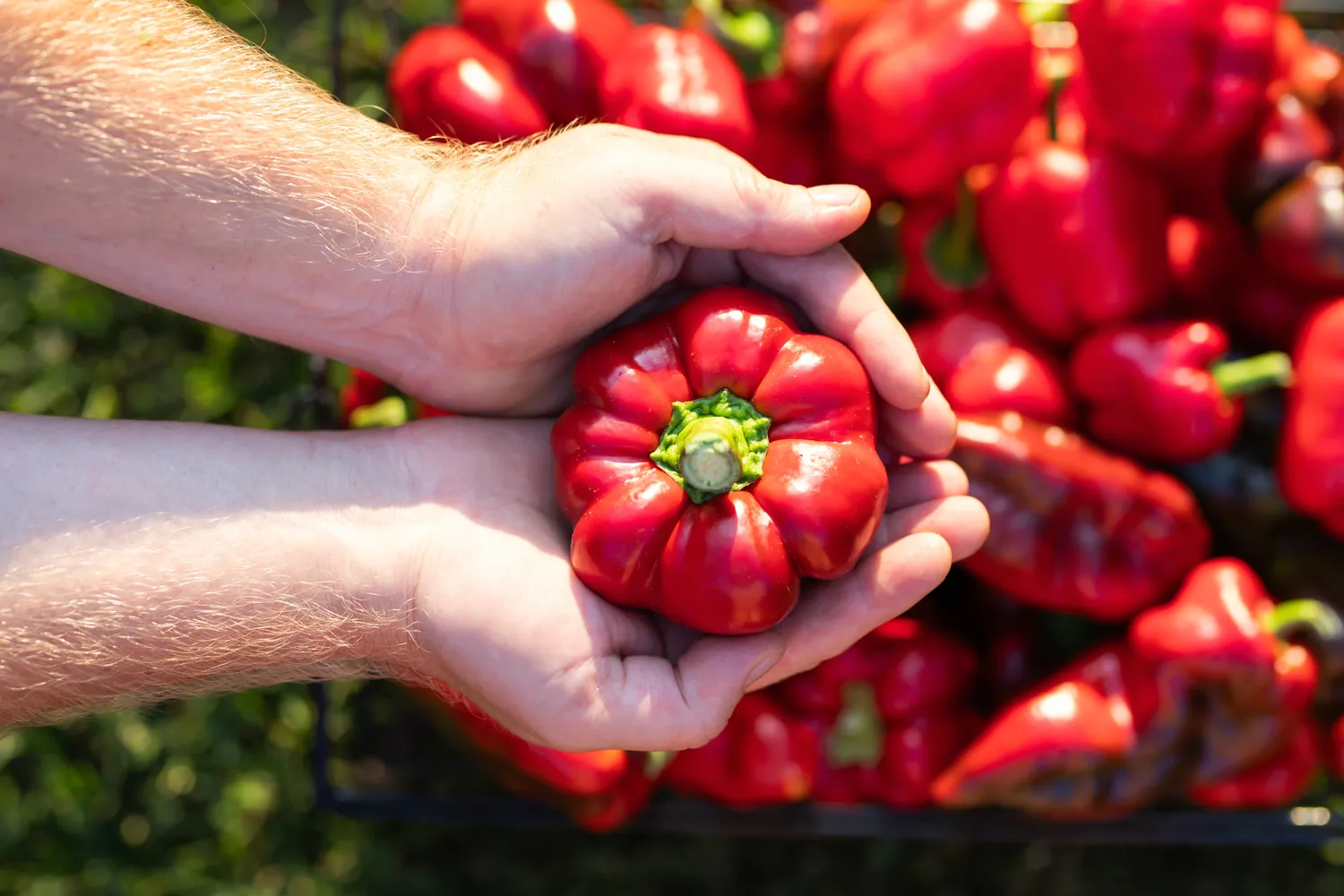 Paprikas būtina tinkamai tręšti