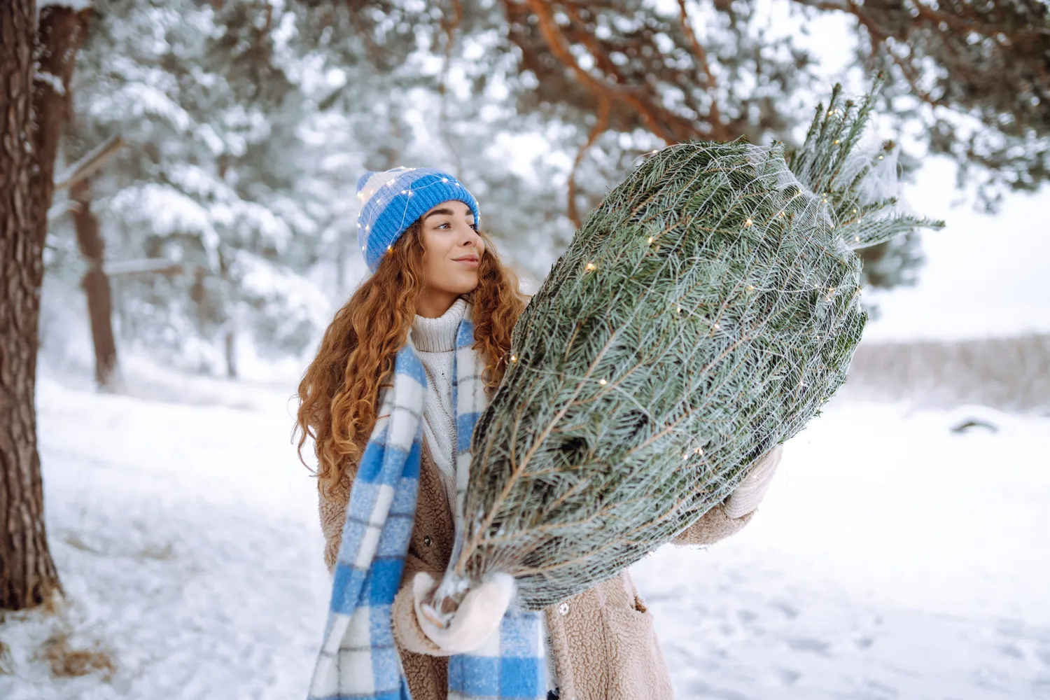 Gyva eglutė jūsų namuose