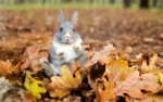 Didysis, pilnas horoskopas lapkričiui