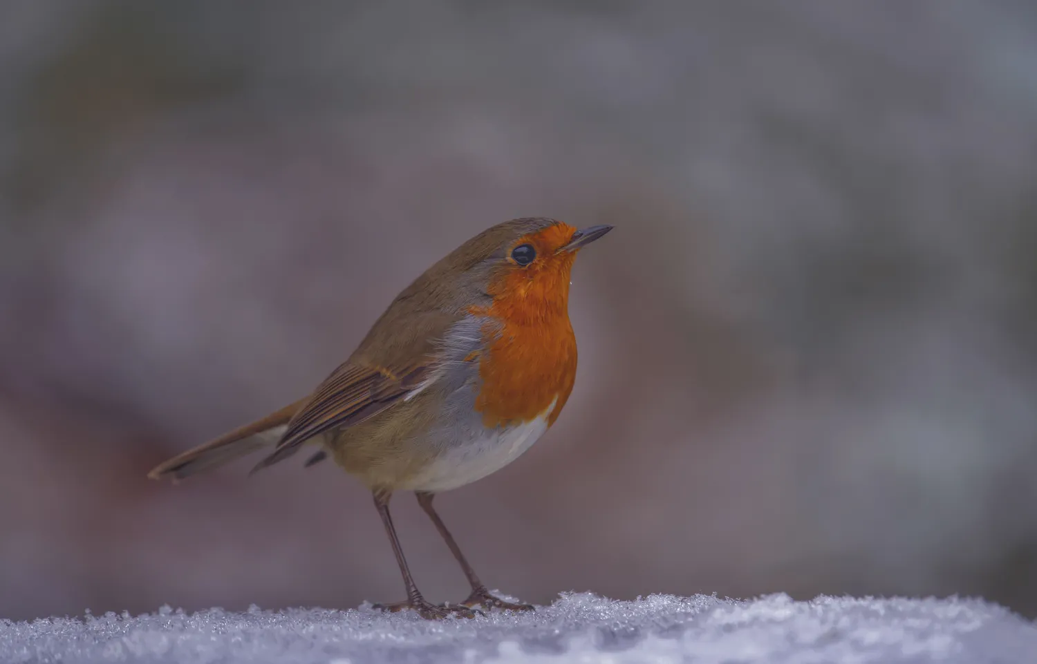 Štai kokios žiemos tikėtis