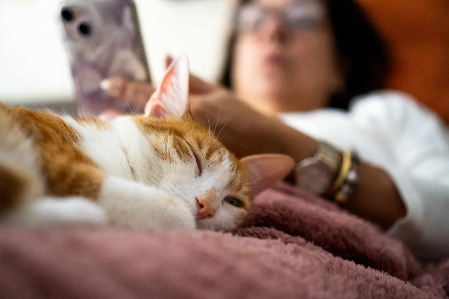 Katė miega šalia jūsų