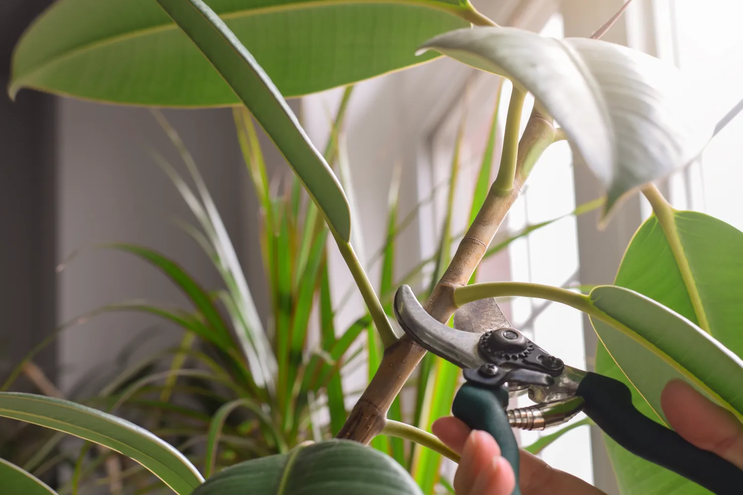 Fikuso dauginimas paprastesnis, nei galvojote