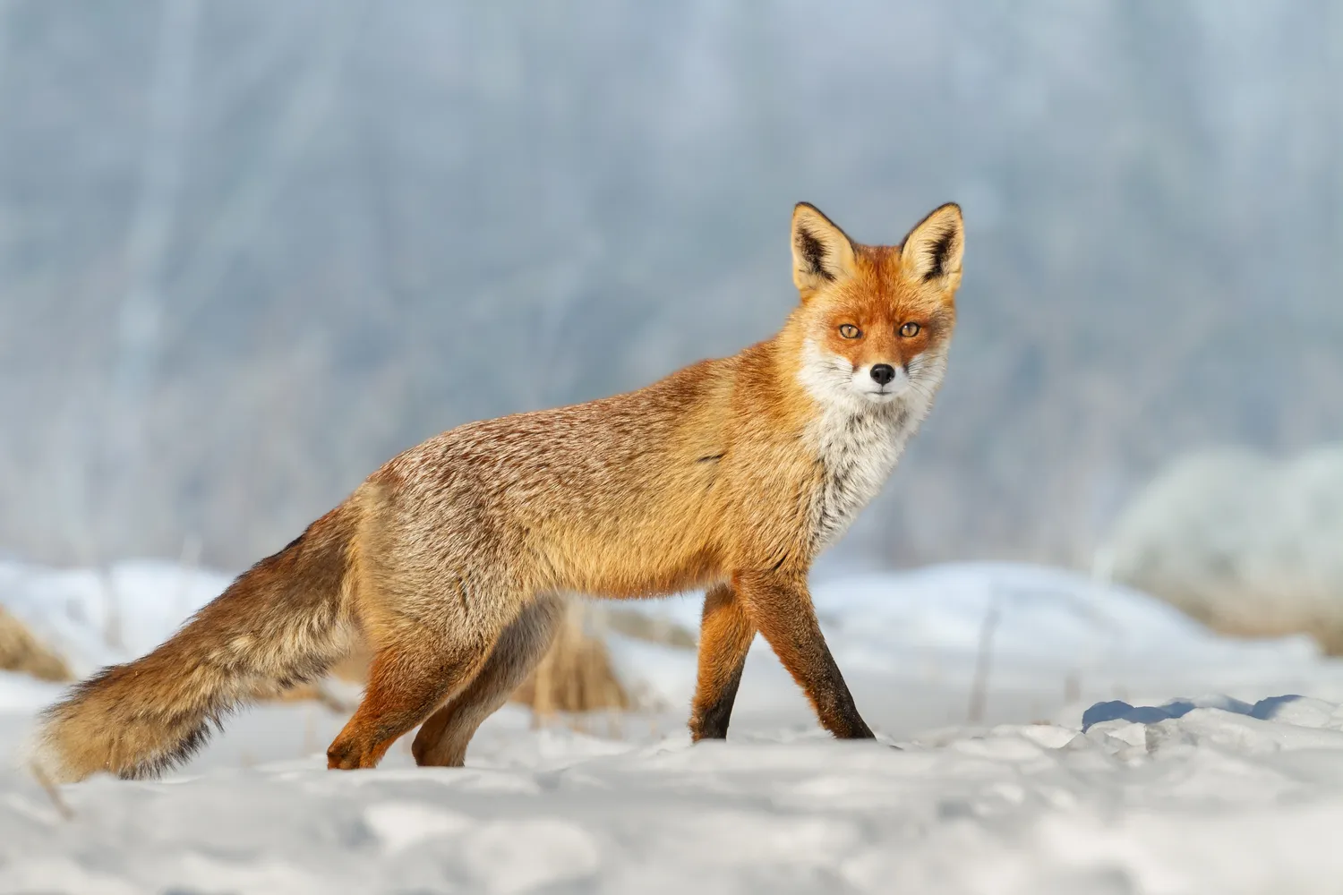 Laukiniai gyvūnai žiemą
