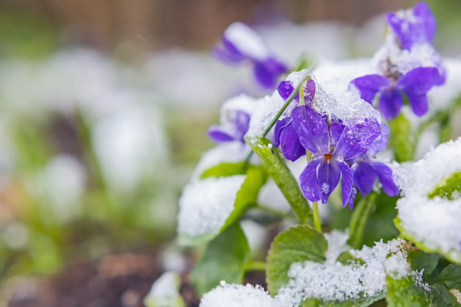 Po vasario 15 d. viskas pasikeis