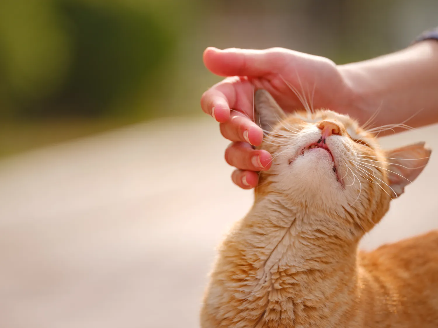 Kaip „sužmoginti“ katės amžių?