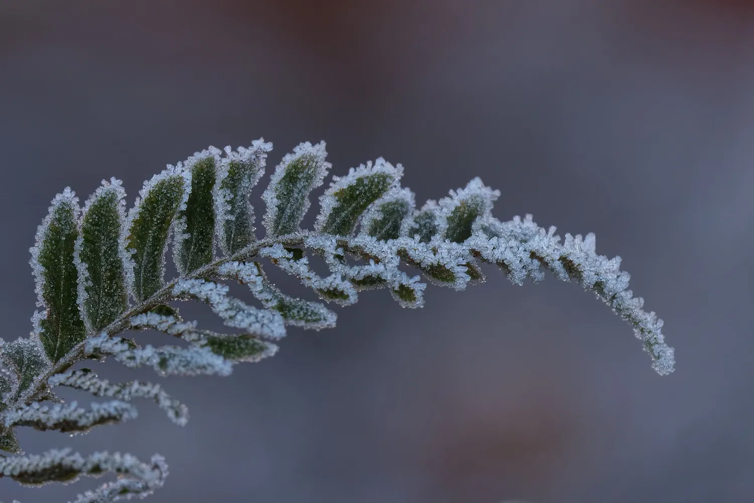 Orų prognozė: nuo tylios šalnos iki pūgos